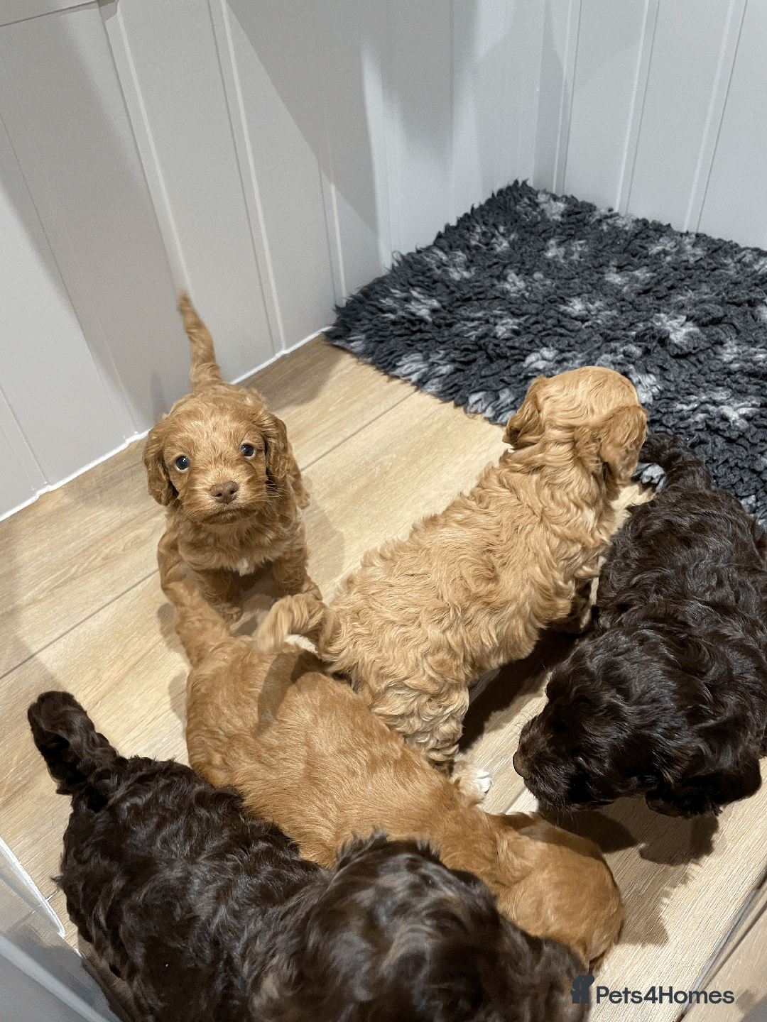 Cockapoo dogs for sale: Fluffy Thick coated F1 Cockapoos/DNA Health tested - Image 9