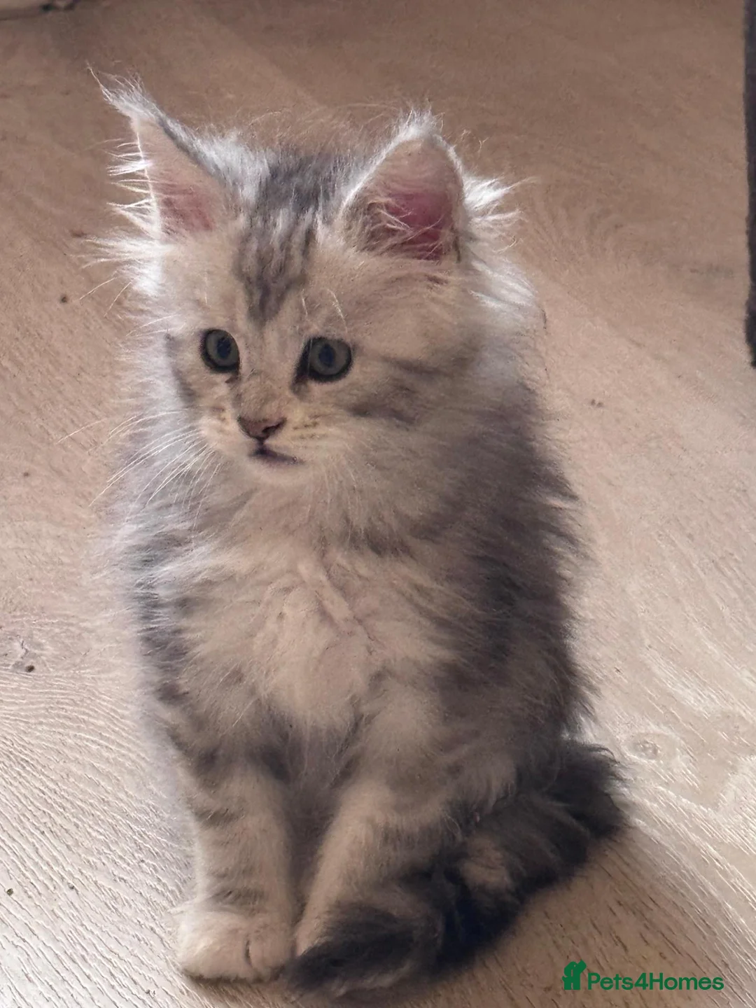 Maine Coon cats for sale: Gorgeous GCCF Registered Maine Coon Kittens  - Advert 4