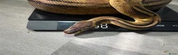 Python Snake reptiles for sale: Ball pythons for sale.  - Advert 5