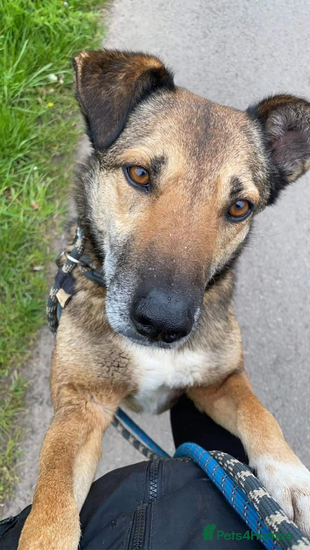 Mixed Breed dogs for adoption: Meet Faith, currently residing in Cheshire  in Nantwich - Advert 9