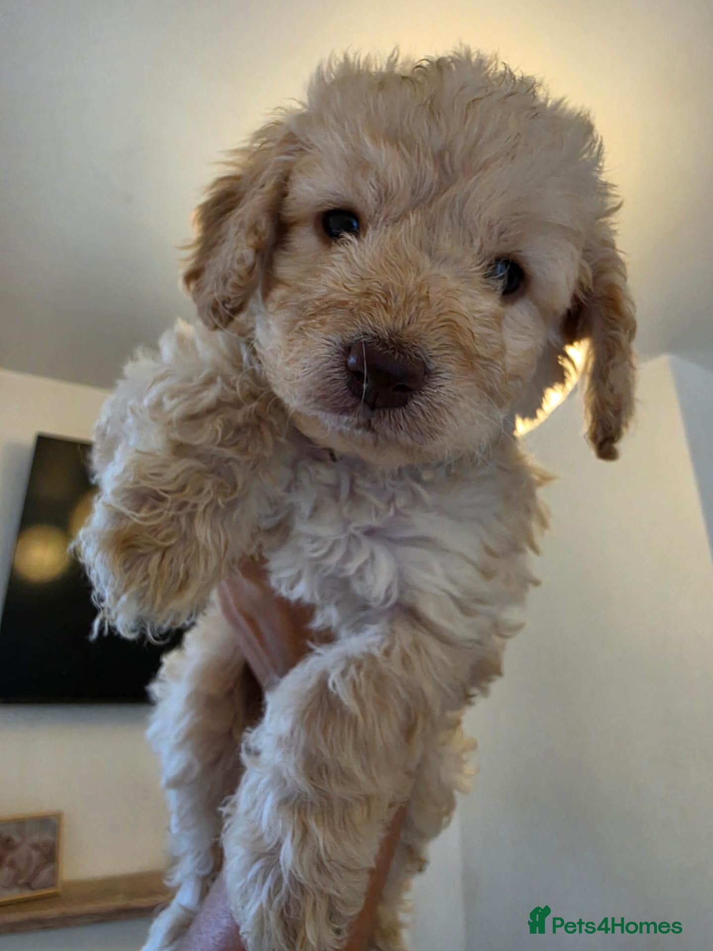 Cockapoo dogs Beautiful F1B Minature Cockapoos 🐶 - Advert 4