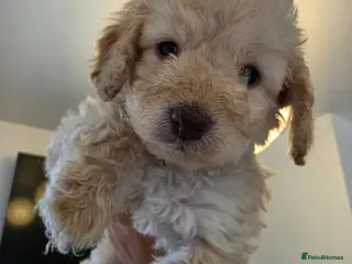 Cockapoo dogs Beautiful F1B Minature Cockapoos 🐶 - Advert 6