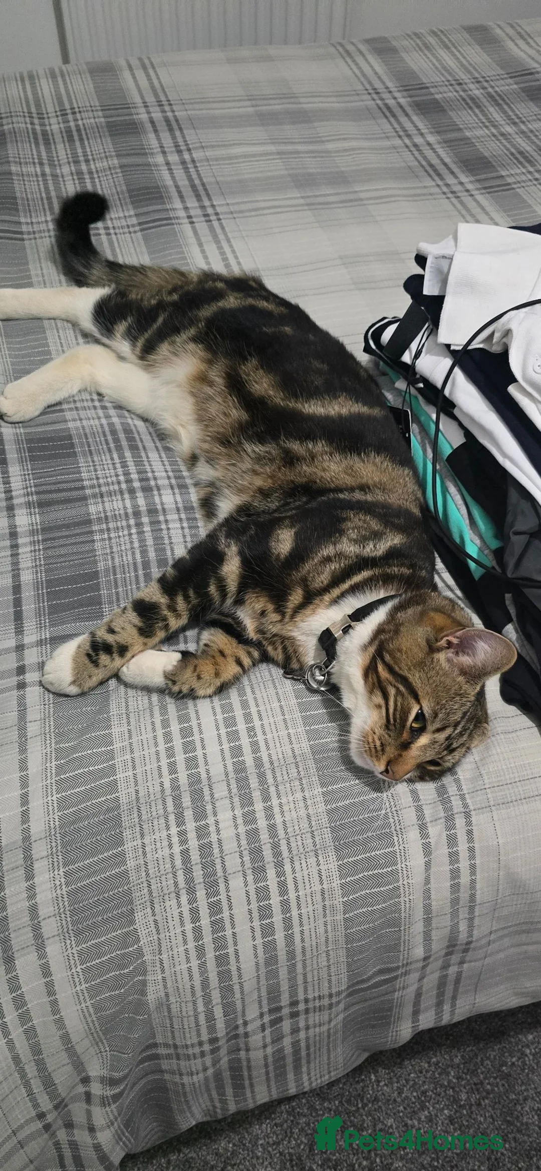 Mixed Breed cats for sale: MAINECOON/BENGAL MALE 😇  - Advert 5