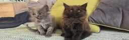 Maine Coon cats for sale: Maine coon girls - Advert 2
