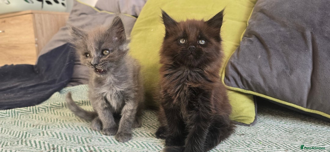 Maine Coon cats for sale: Maine coon girls - Advert 2