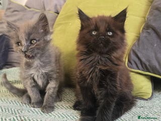 Maine Coon cats Maine coon girls - Advert 4