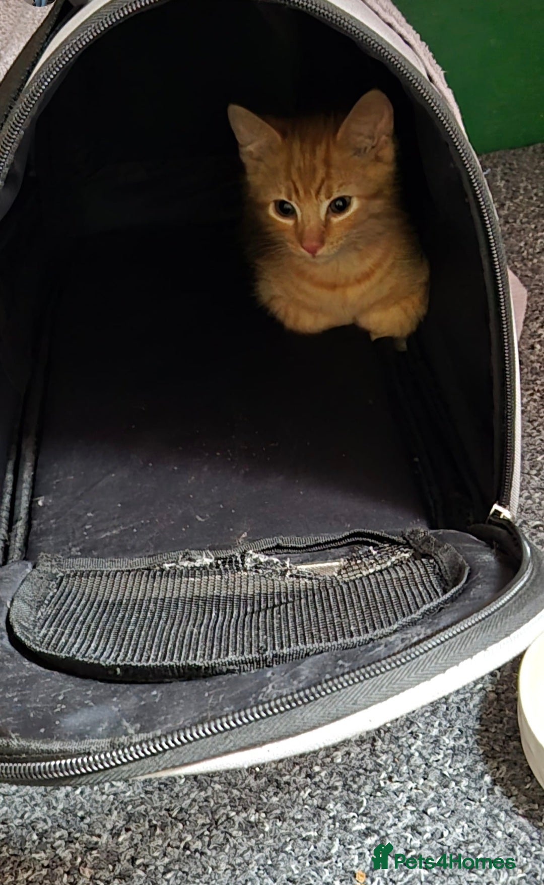 British Shorthair cats for sale: Ginger male kitten (main coon x british shorthair) - Image 1