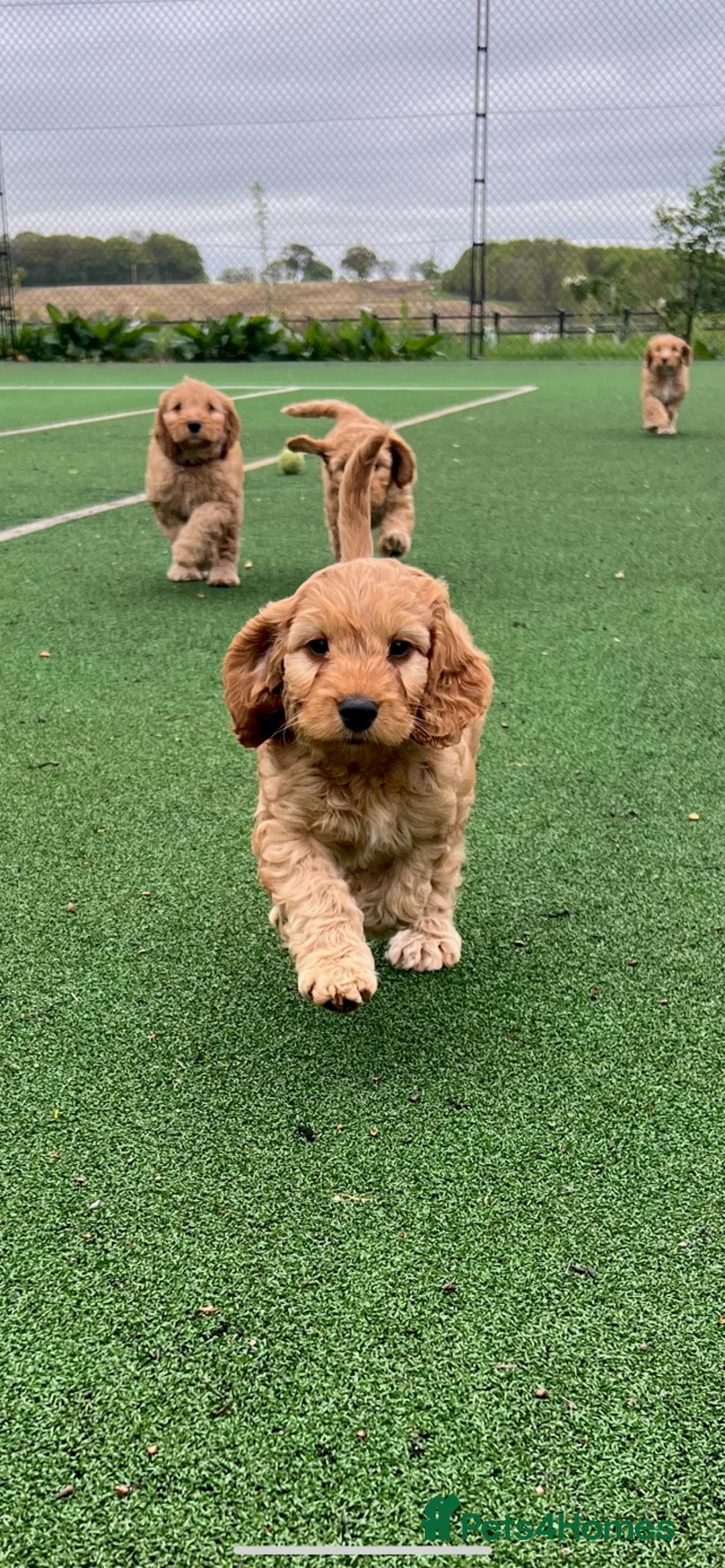 Poodle dogs for stud: FOR STUD Moyen Poodle (proven)  in Northampton - Advert 20