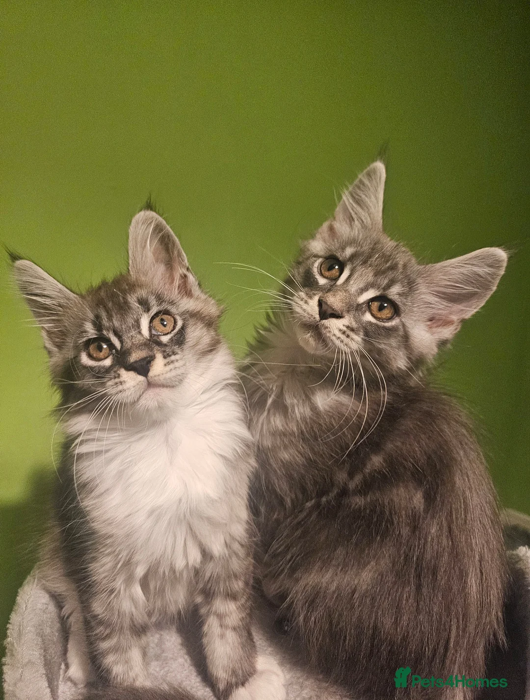 Maine Coon cats for sale: Champion bloodline maine coon kittens TICA - Advert 8