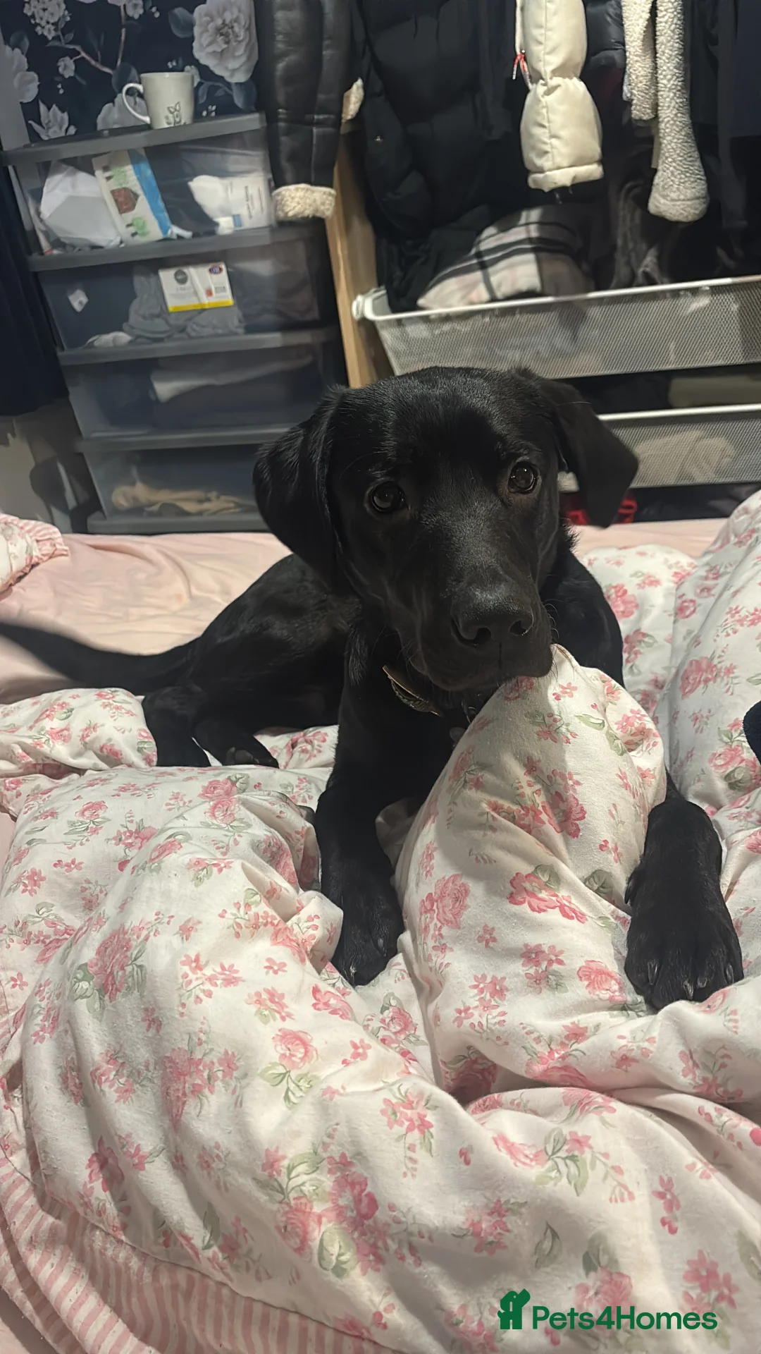 Labrador Retriever dogs for sale: 10 month old male Labrador  - Advert 2