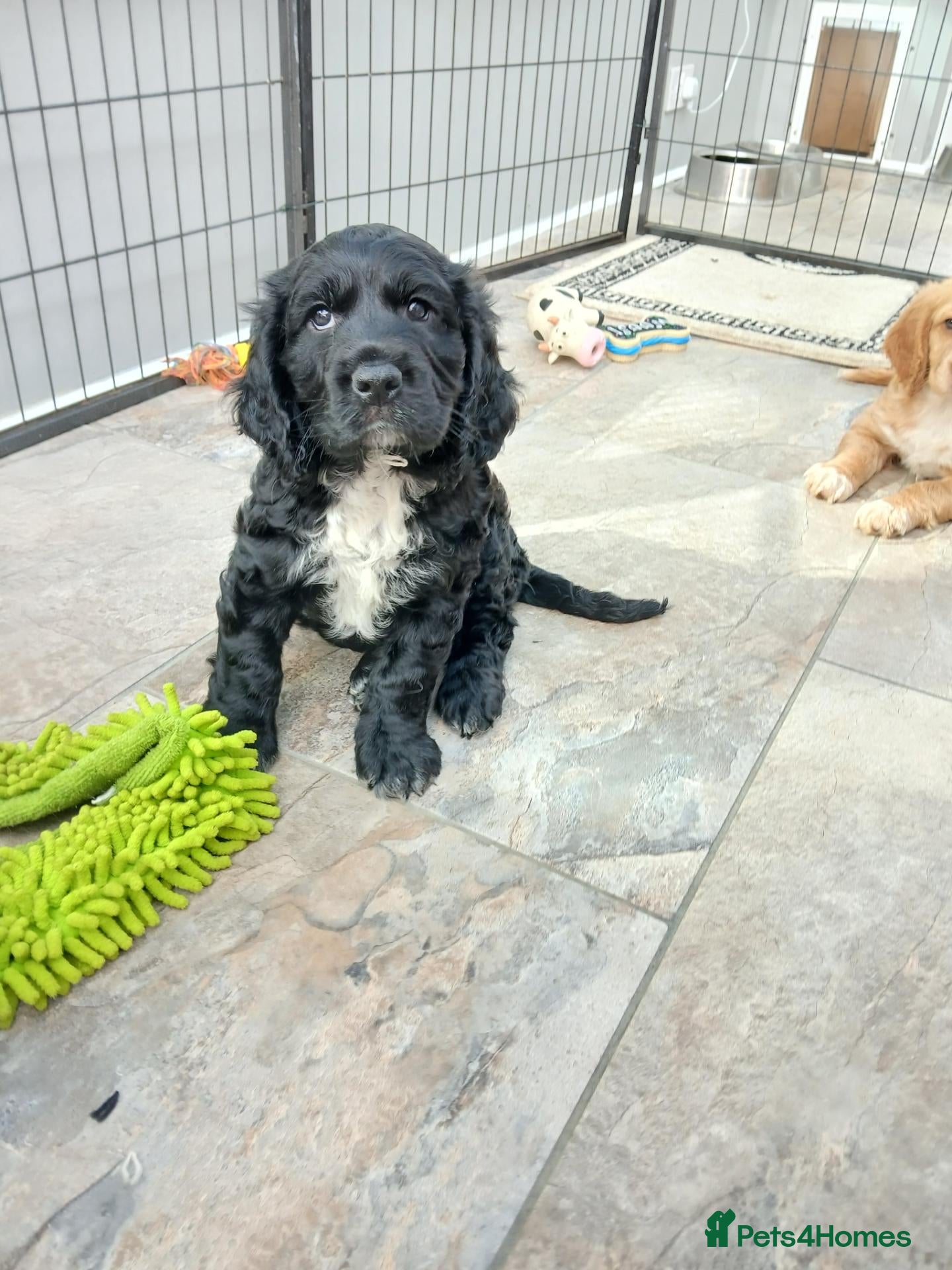Sprocker dogs Show f1 Sprocker spaniel puppies - Advert 2