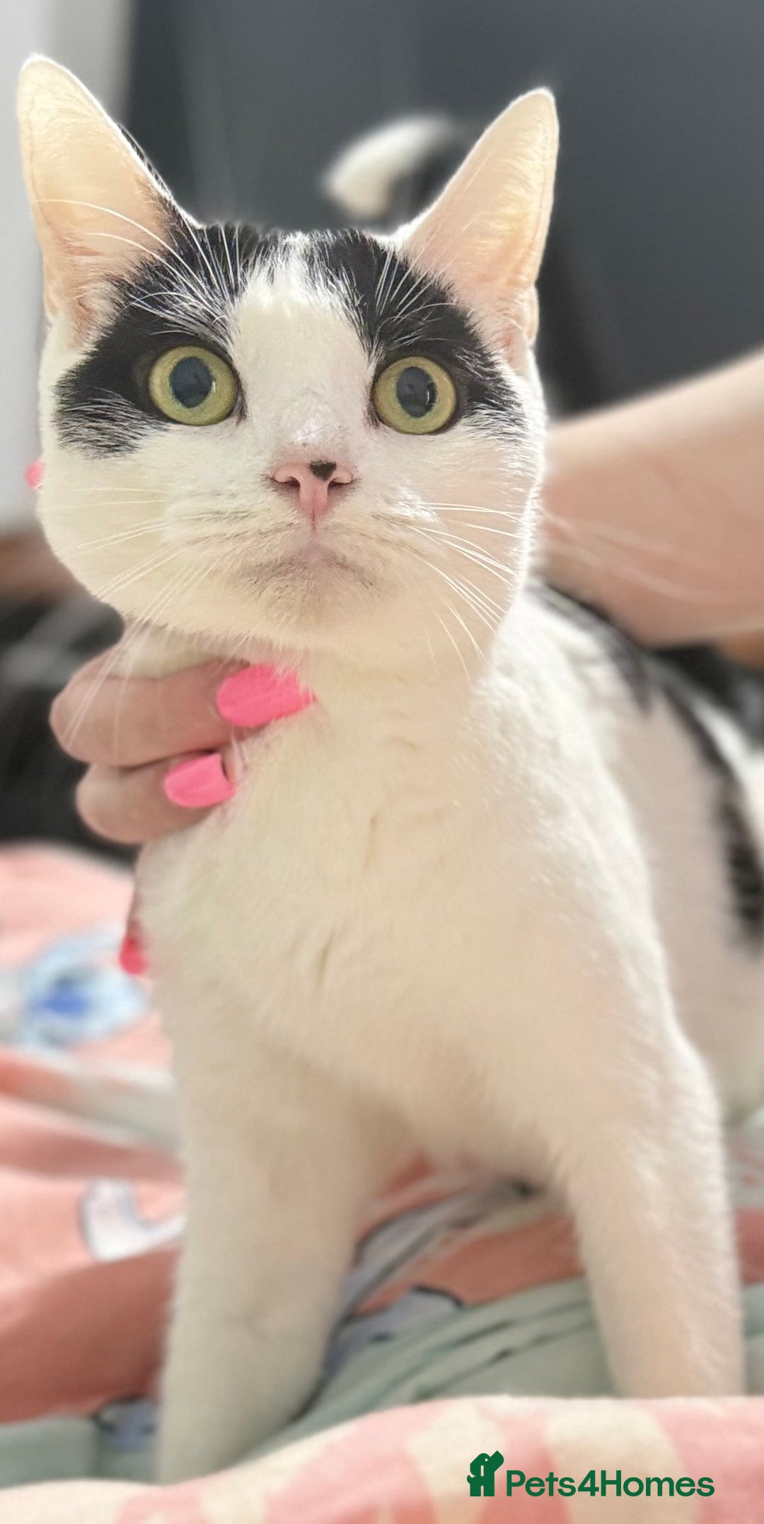 Domestic Shorthair cats for sale: Kittens ready now  - Image 7