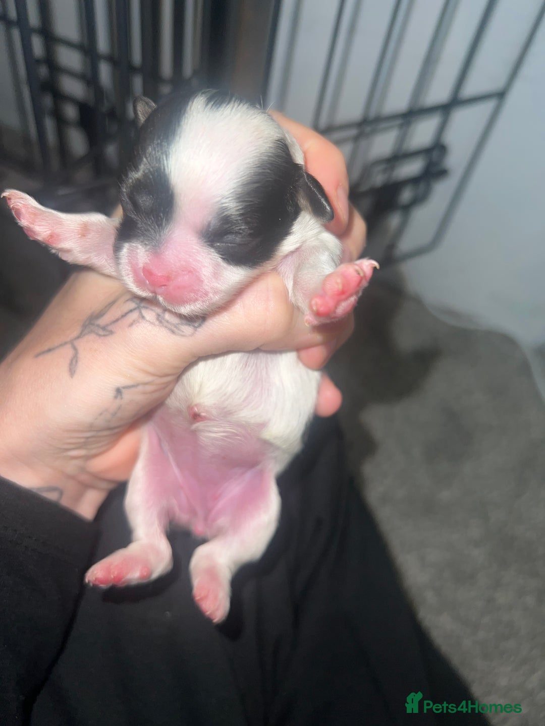 Mixed Breed dogs for sale: Shih tzu x Bichion  - Image 21