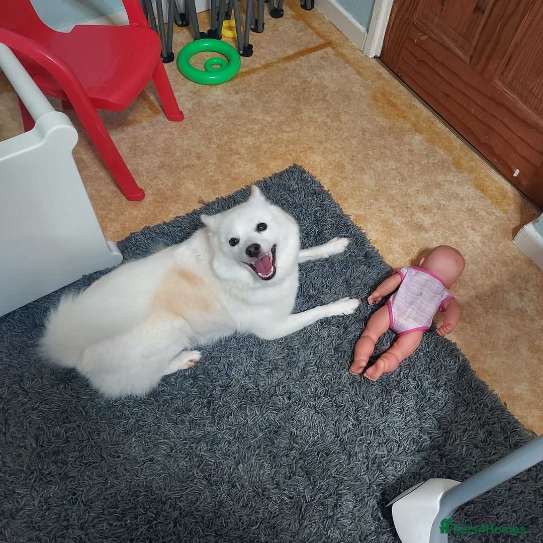 Mixed Breed dogs for sale: Pomskie female  - Advert 3