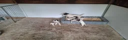 Jack Russell dogs for sale: Outstanding Jack Russel male puppies - Advert 12