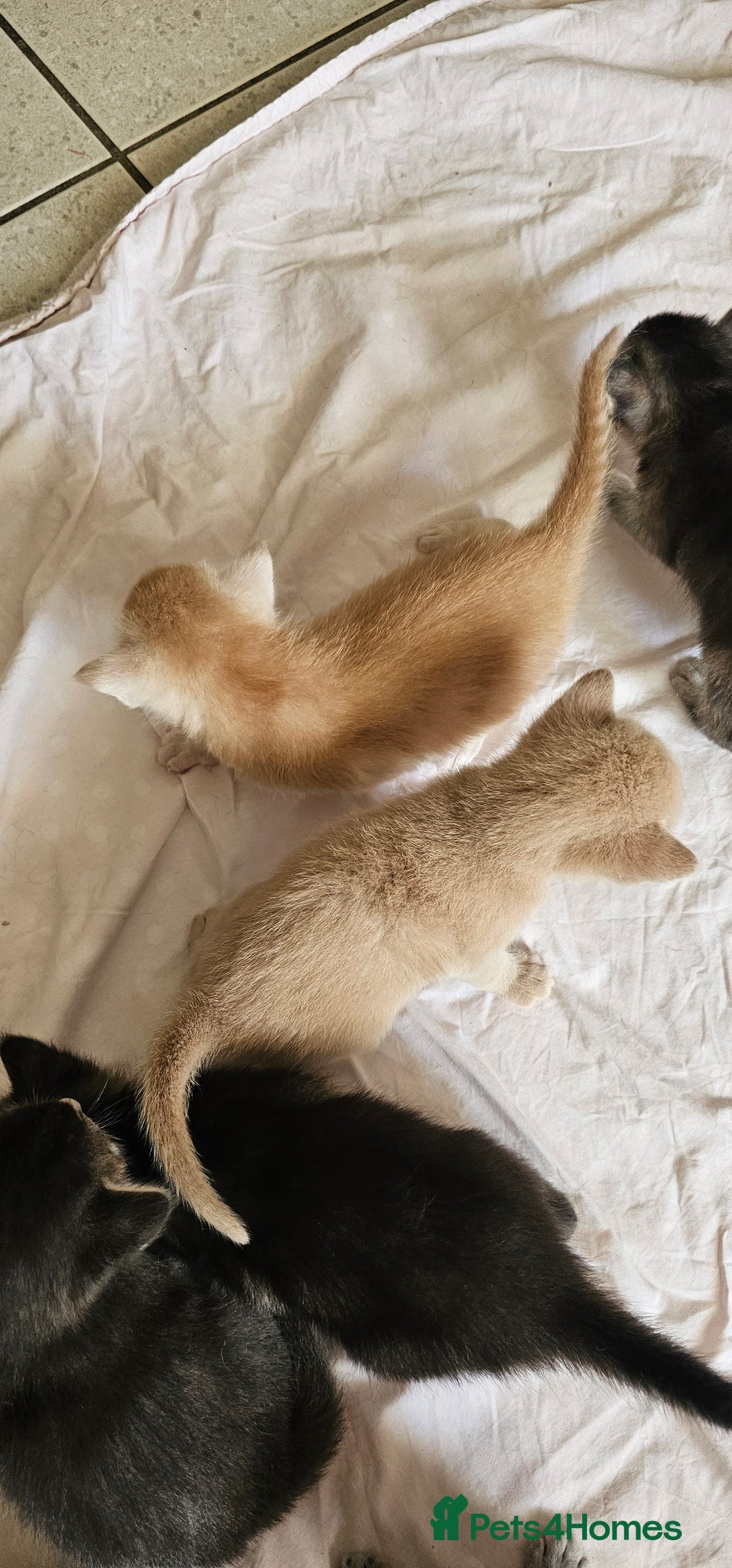 Mixed Breed cats for sale: Abyssinian x Bengal  - Image 28