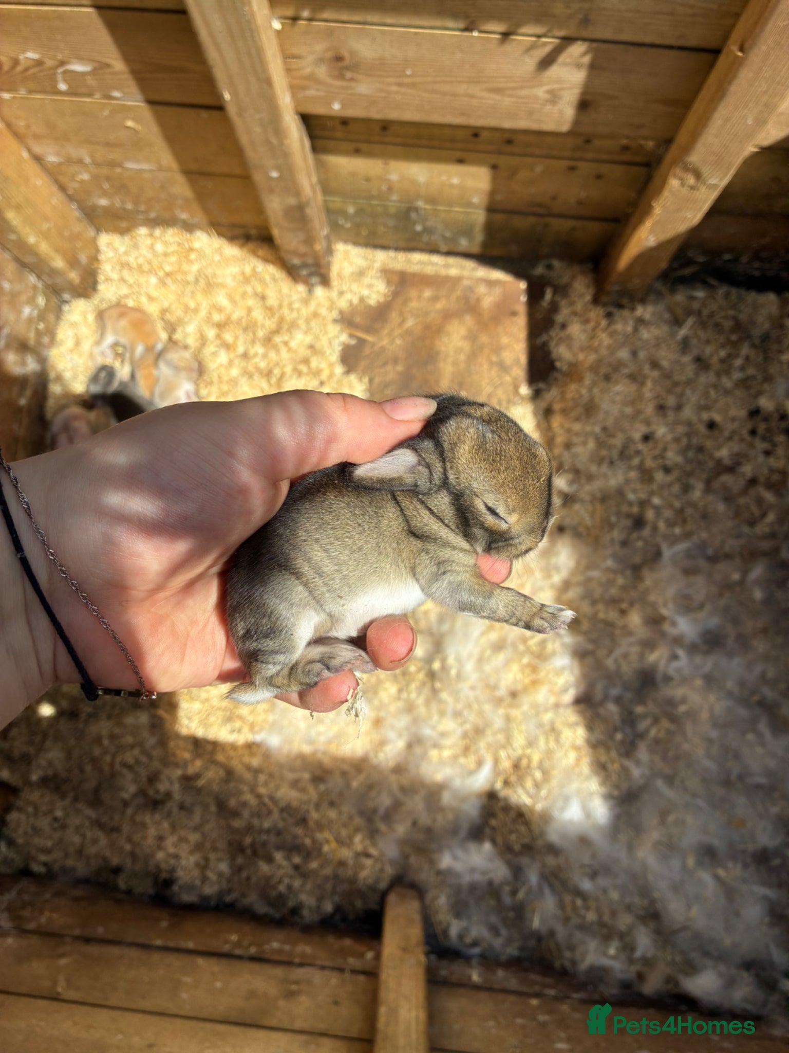 Dwarf Lop rabbits Lop and dwarf baby rabbits  - Advert 24
