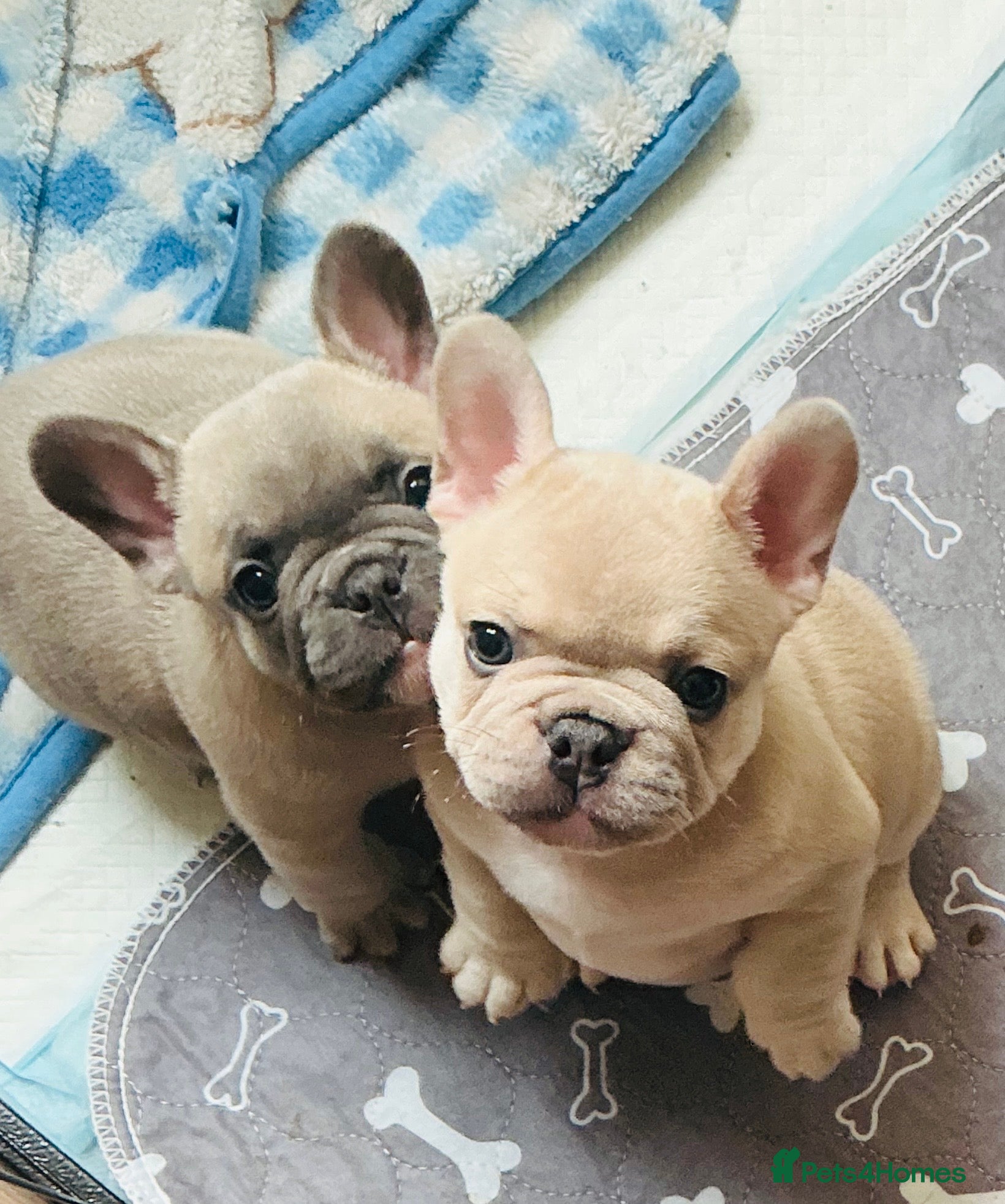 French Bulldog dogs Full pedigree French bulldogs - Advert 11