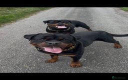 Rottweiler dogs for sale: Male Rottweiler Puppy 6 Months Old - Advert 1