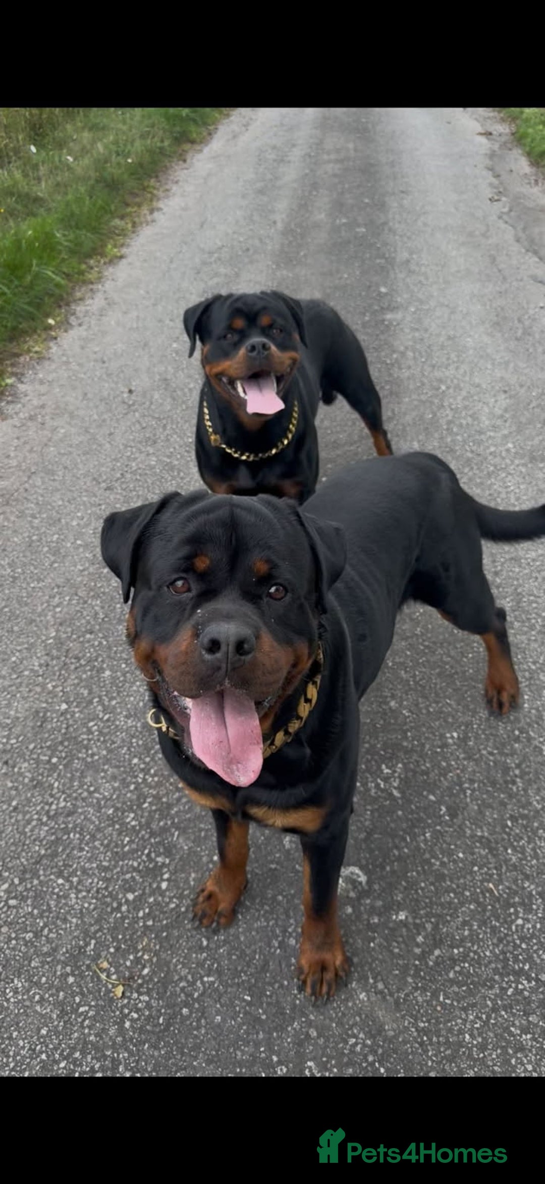 Rottweiler dogs for sale: Male Rottweiler Puppy 6 Months Old - Advert 1