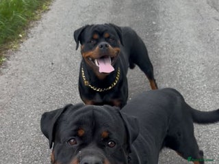 Rottweiler dogs Male Rottweiler Puppy 6 Months Old - Advert 4