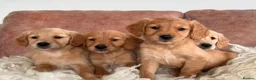 Golden Retriever dogs for stud: KC Working Golden Retriever 0/0 hips, clear DNA  - Advert 11