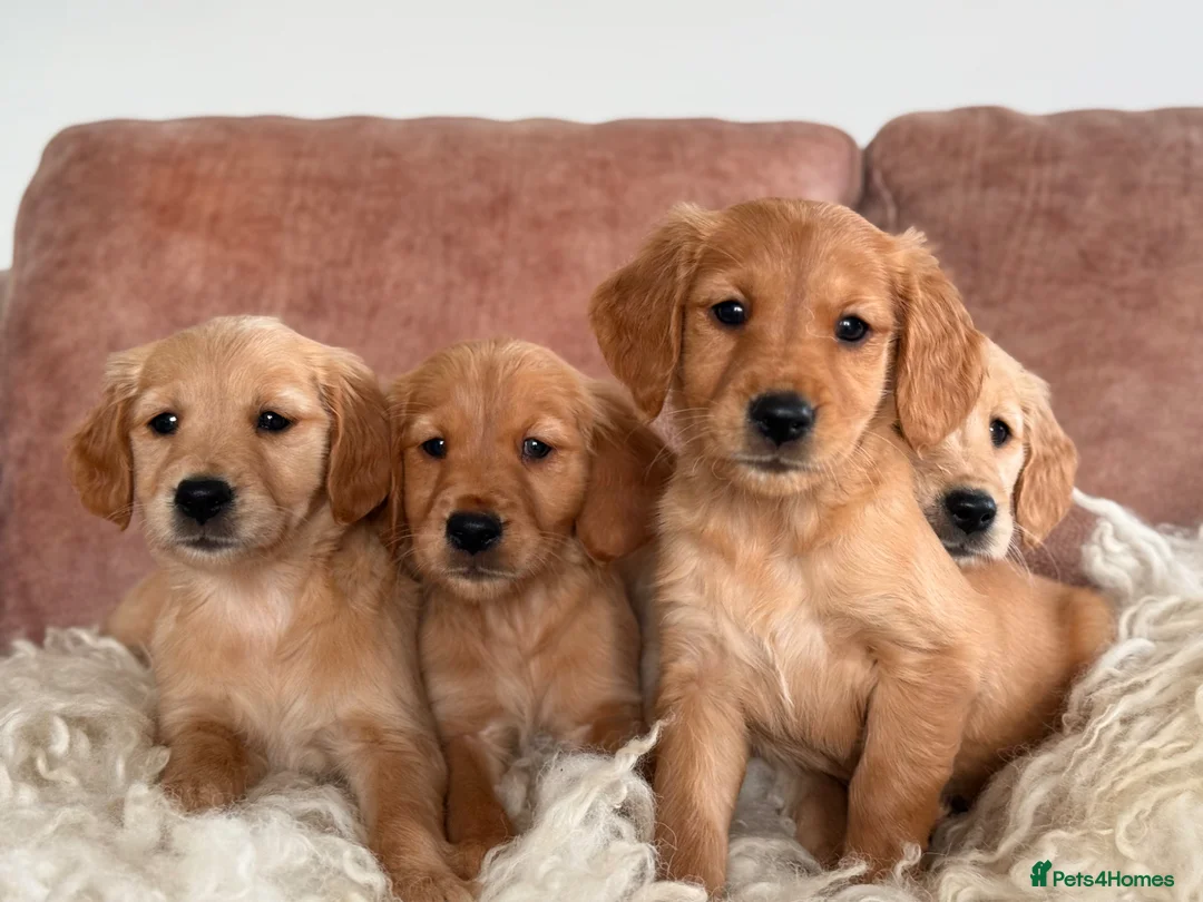 Golden Retriever dogs for stud: KC Working Golden Retriever 0/0 hips, clear DNA  - Advert 11