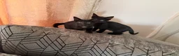 Mixed Breed cats for sale: Beautiful kitten - Advert 6