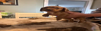 Cocker Spaniel 1