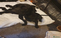 Mixed Breed dogs for sale: Border collie and springerdor puppies - Image 1