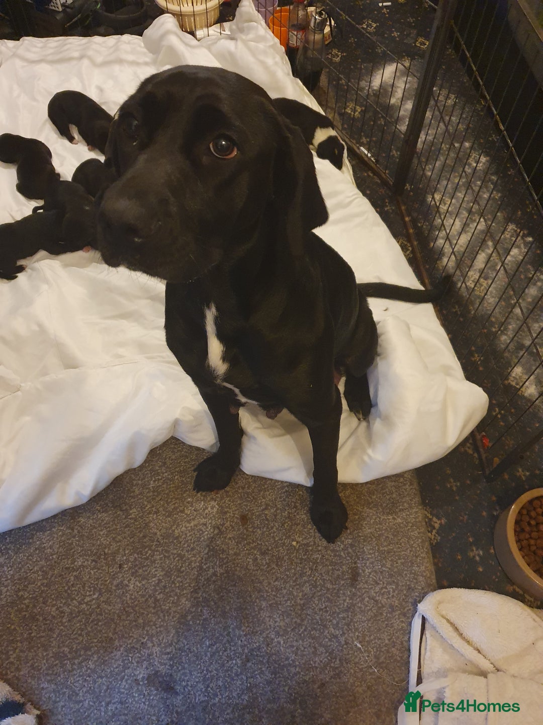 Mixed Breed dogs for sale: Border collie and springerdor puppies - Image 1