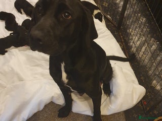 Mixed Breed dogs for sale - Advert 1