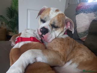 Alapaha Blue Blood Bulldog dogs Beautiful Alapaha bulldog - Advert 1