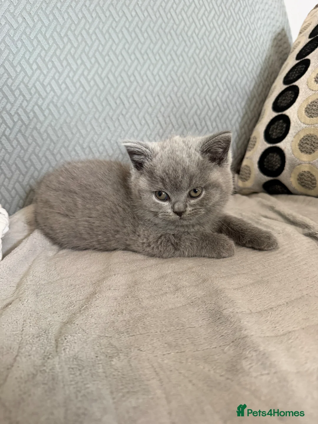 British Shorthair cats for sale: Male British shorthair  - Advert 2