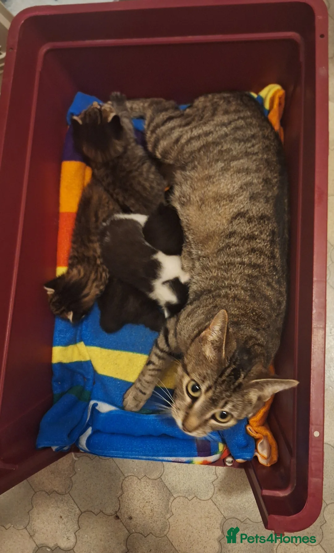 Mixed Breed cats for sale: Beautiful kittens  - Advert 8