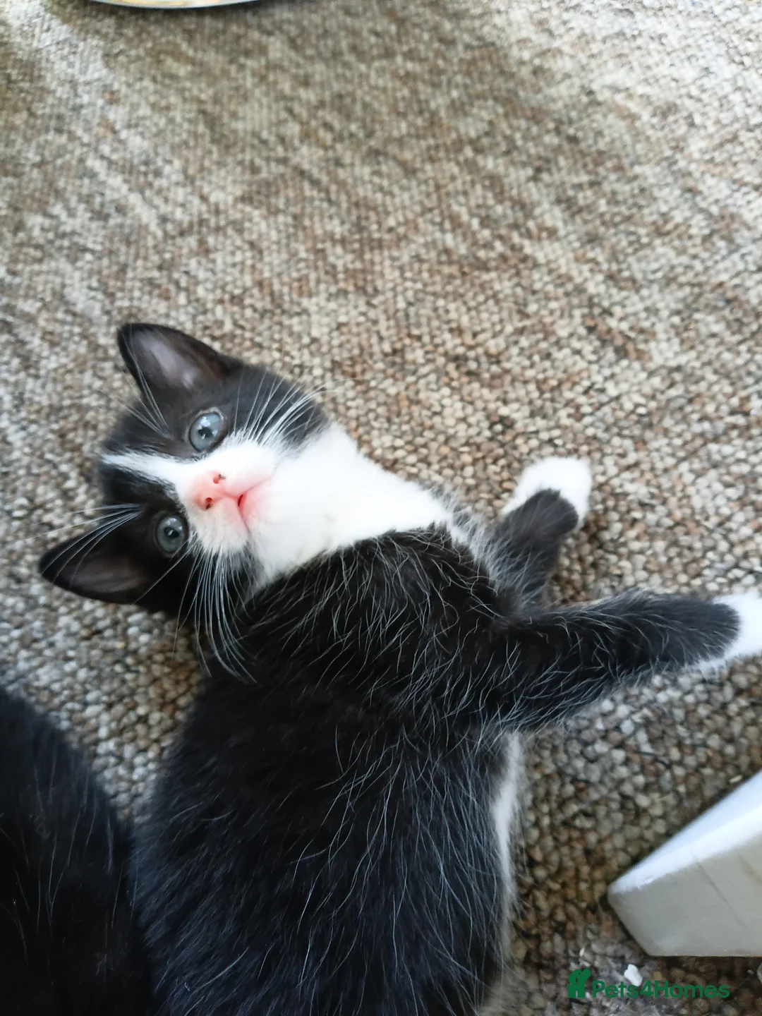 Mixed Breed cats for sale: 7 adorable kittens ready in September - Advert 2