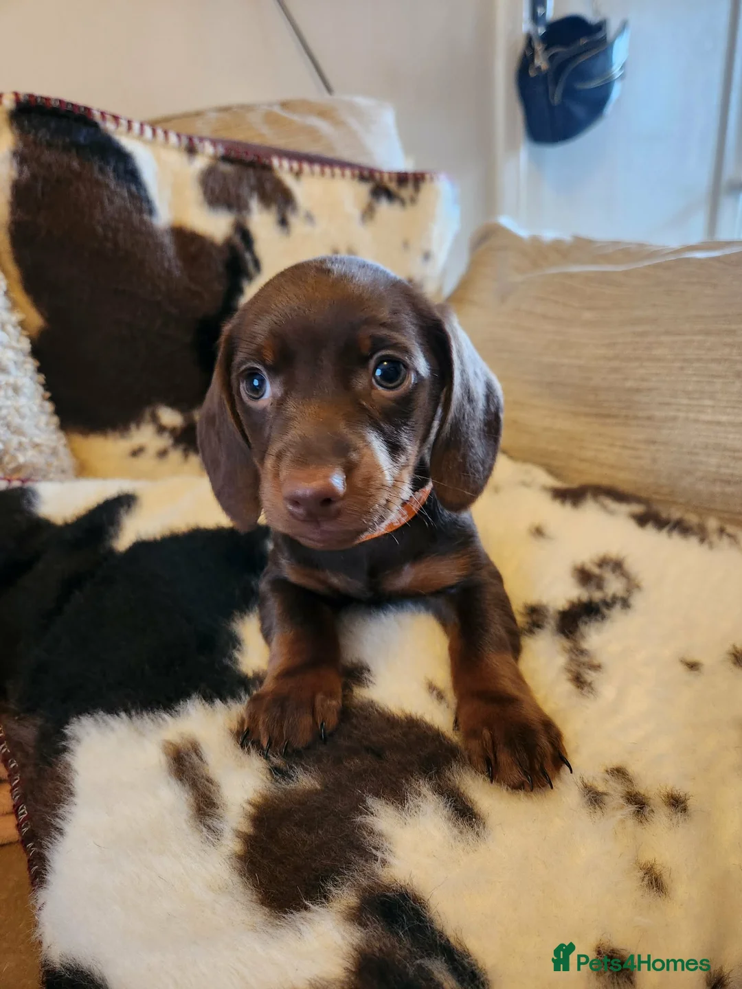 Miniature Dachshund dogs for sale: “”””PLEASE READ””” - Advert 2
