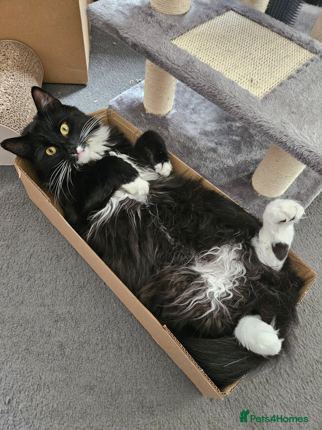 Mixed Breed cats for sale: Young Fluffy Tuxedo Cat - Image 1