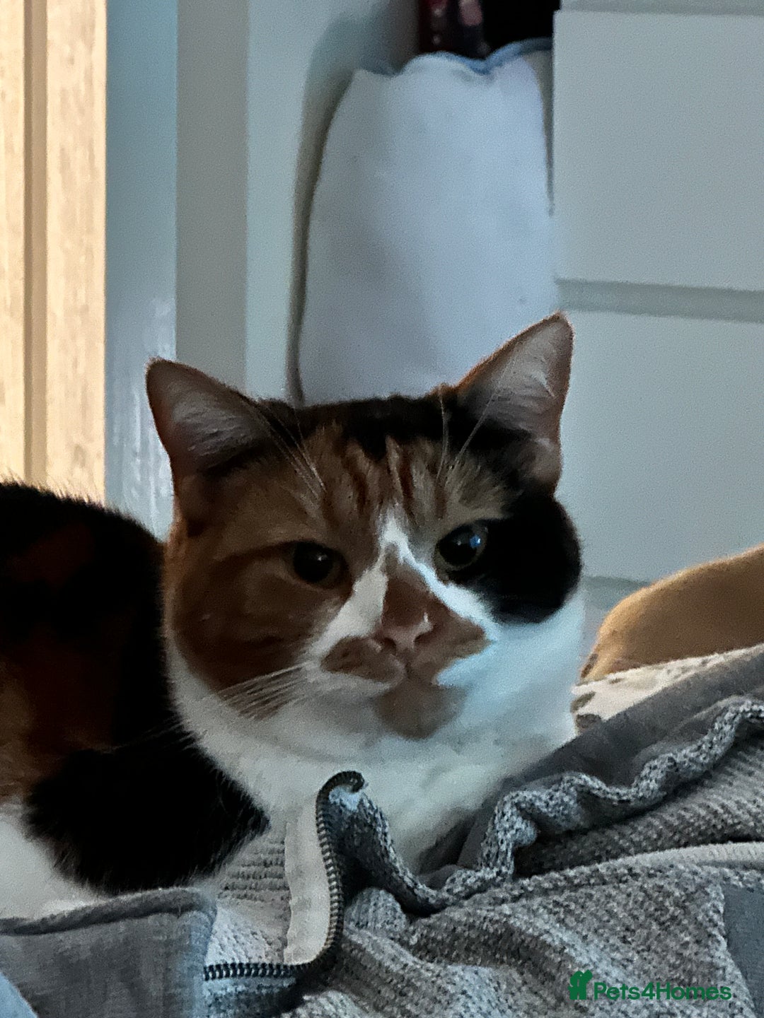 Domestic Shorthair cats for sale: Female cat for rehome  - Advert 3