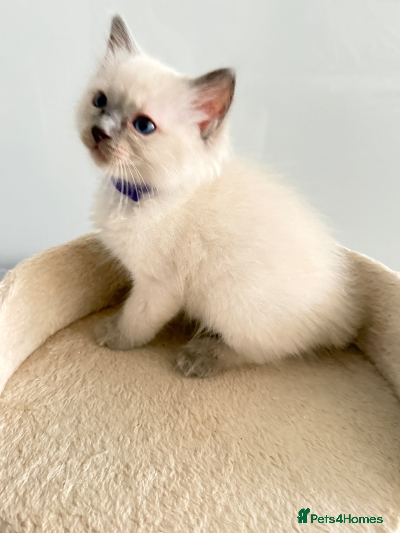 Ragdoll cats *Ready To Leave Now 2 Pure Ragdoll Male Kittens*** - Advert 15