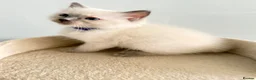 Ragdoll cats for sale: *Ready To Leave Now 2 Pure Ragdoll Male Kittens*** - Advert 9