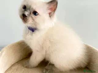 Ragdoll cats *Ready To Leave Now 2 Pure Ragdoll Male Kittens*** - Advert 15