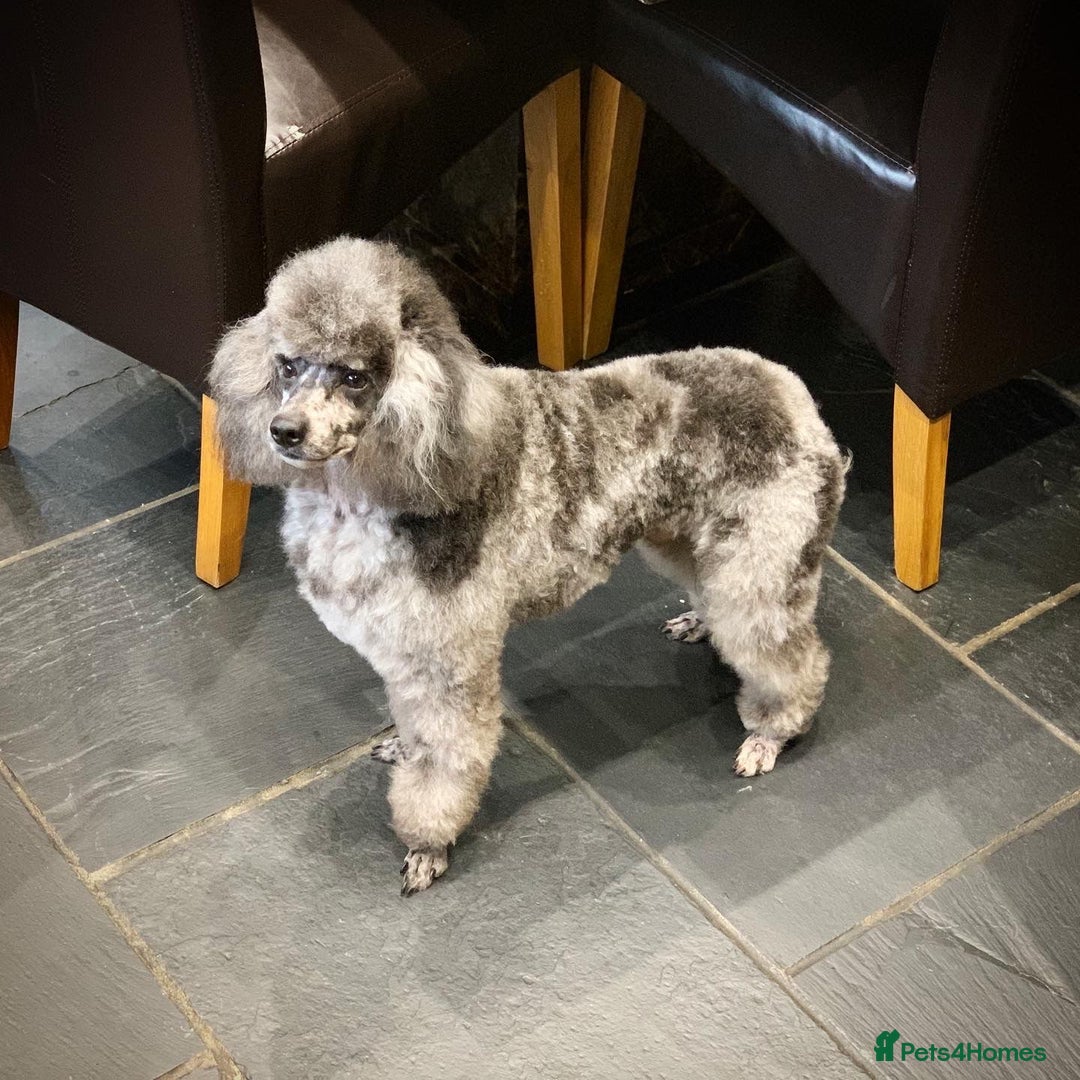 Mixed Breed dogs for sale: Cavapoo Beagle x Miniature Poodle  - Advert 28