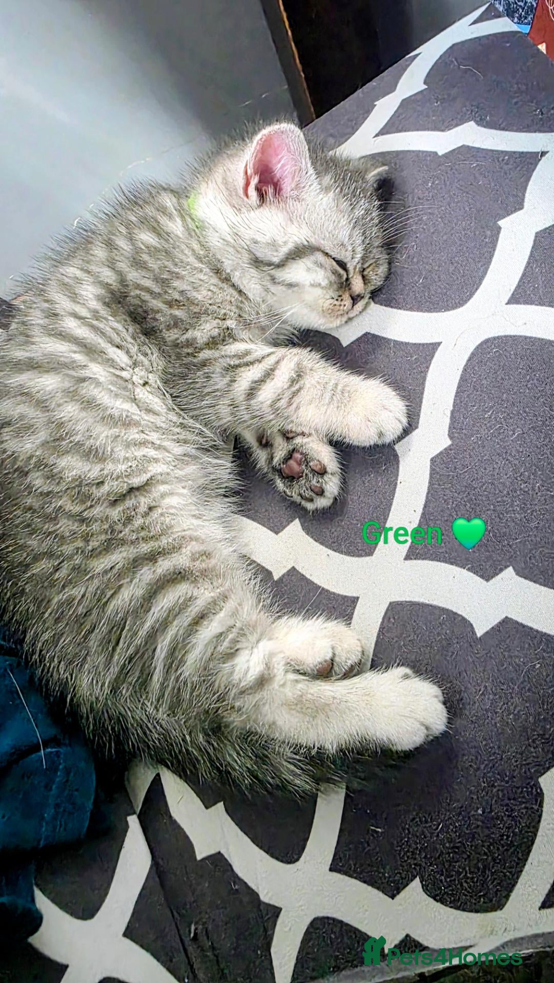 Scottish Fold cats Kitten 🐈🐈  - Advert 1