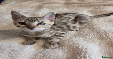 Bengal cats - Advert 3
