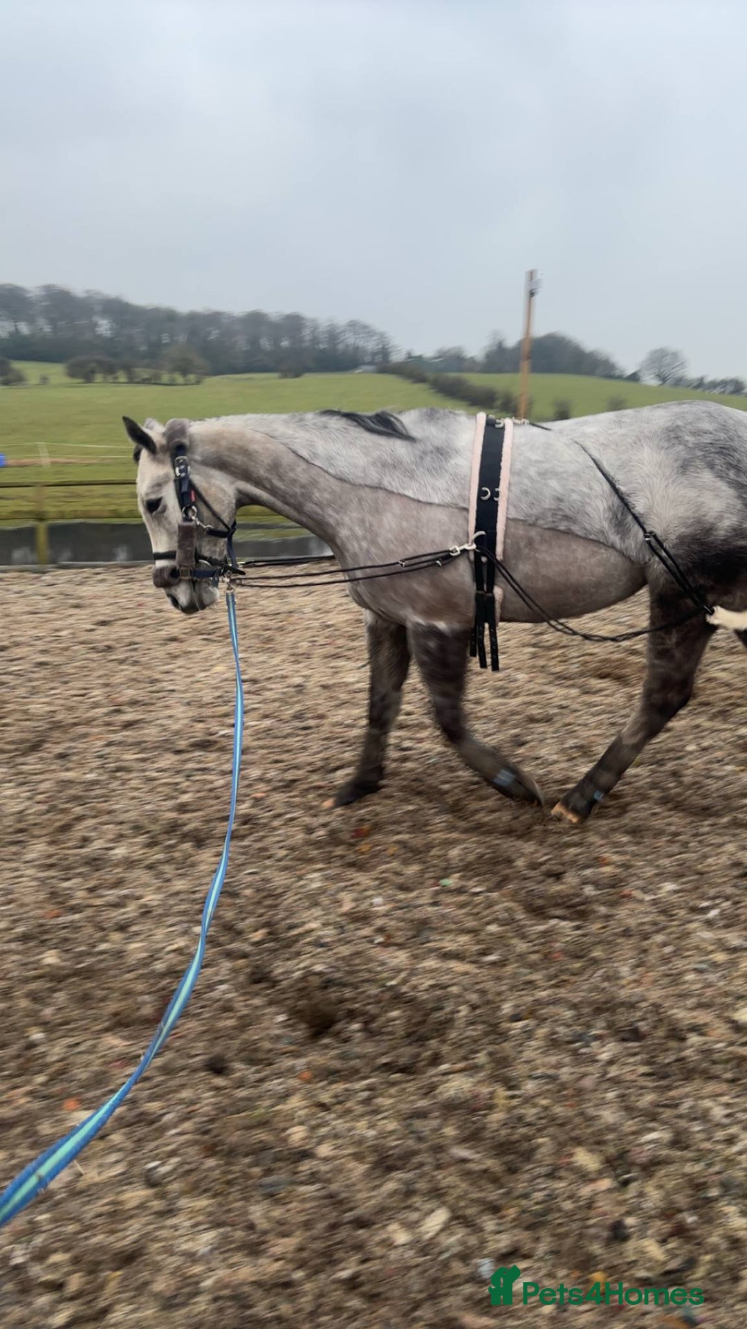 Irish Thoroughbred horses for sale: Stunning Thoroughbred Mare,  - Image 5