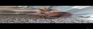 Lykoi 1