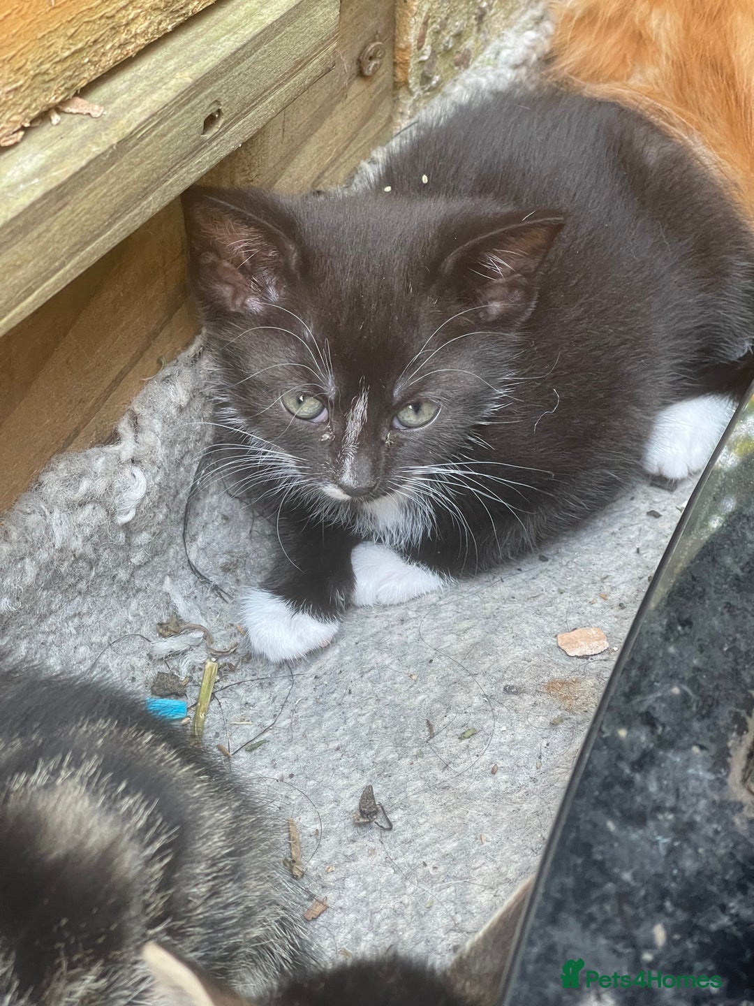 American Shorthair cats for sale: 4 BEAUTIFUL KITTENS FOR SALE - Image 5