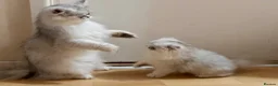 Persian cats for sale: Adorable Silver tipped Persian Boy  in Porthcawl - Advert 5