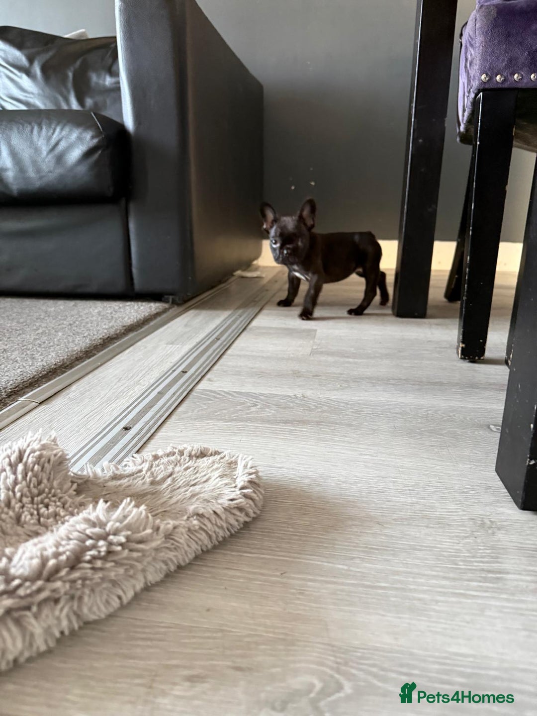 French Bulldog dogs for sale: French bulldog - Image 29